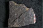 Foto (Detailansicht) von Ceratopetalum vivulare Ettingshausen (NHMW-GEO-2024-0188-10243)